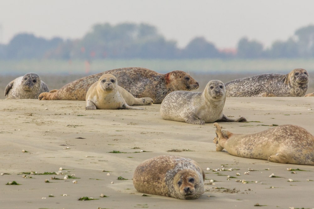 zeehonden bij de kust van tholen